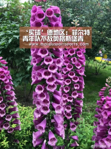 ‘买球’德地区: 菲尔特青年队不敌奥格斯堡青年队 终场比分0:2(图1) 世界杯赛程