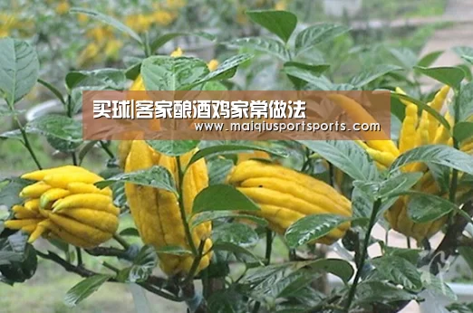 买球|客家酿酒鸡家常做法(图2) 买球站